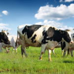 Happy Cows and Busy Bees