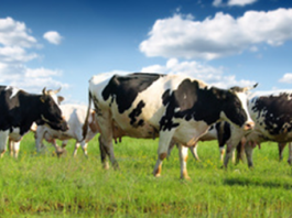 Happy Cows and Busy Bees