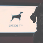 LYCOS is simplifying a new problem!