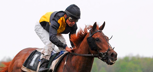 The Latest Wearables for The Equestrian Market