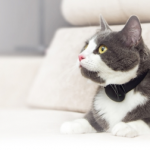 Wearables for Cats