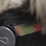 Animal Dermatology Group Announces Scientific Publication Validating Wearables for Dogs Animal Dermatology group