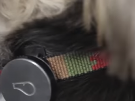 Animal Dermatology Group Announces Scientific Publication Validating Wearables for Dogs Animal Dermatology group