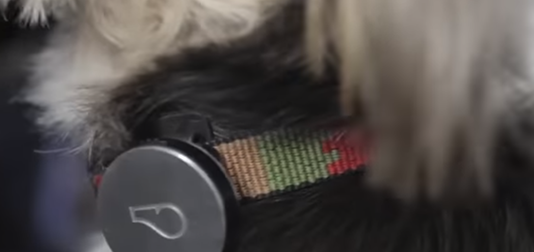 Animal Dermatology Group Announces Scientific Publication Validating Wearables for Dogs Animal Dermatology group