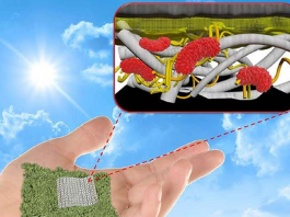 Scientists Develop Biodegradable, Paper-Based Biobatteries Biodegradable paper batteries