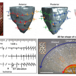 Scientists Develop Flexible, Conductive Mesh for Implantable and Wearable Bioelectronics Flexible, conductive mesh