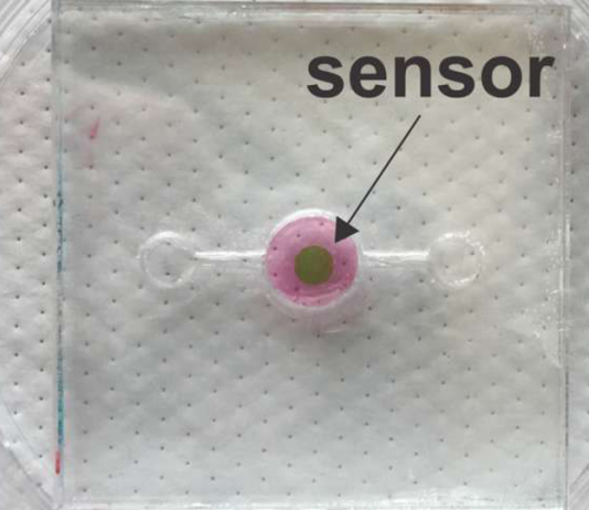 Microscopic Photonic Biosensor allows real-time oxygen monitoring In Organ-on-a-chip Systems Photonic Biosensor