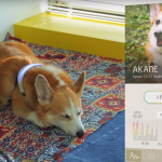 These Wearables for Animals Will Keep Your Pets Happy and Engaged in Social Media Animal wearables