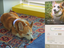 These Wearables for Animals Will Keep Your Pets Happy and Engaged in Social Media Animal wearables