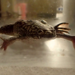 Wearable Bioreactor Device Helps Frogs Regenerate ‘Paddle-Like’ limbs Bioreactor regenerate limbs
