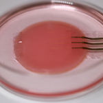 Japanese Scientists Develop Electronic Nanomesh Sensor to Monitor Heart Cells with Minimal Disruption Electronic nanomesh sensor