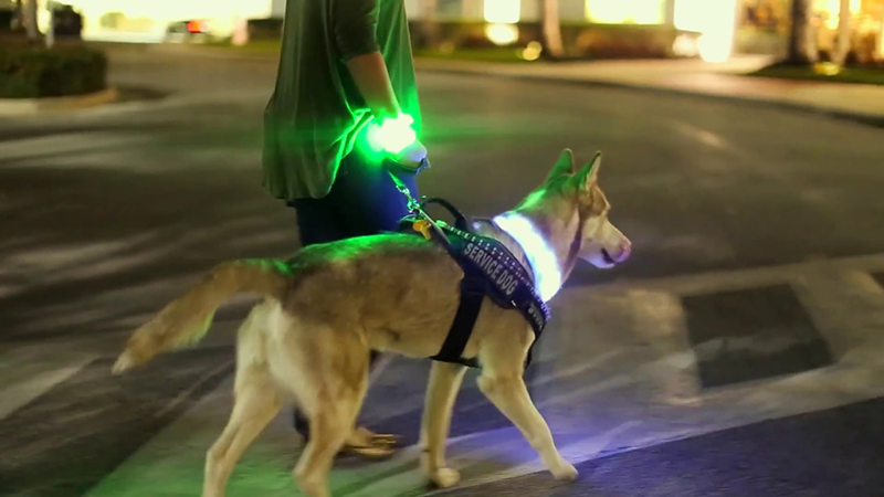 Homeland Security wearable for K9