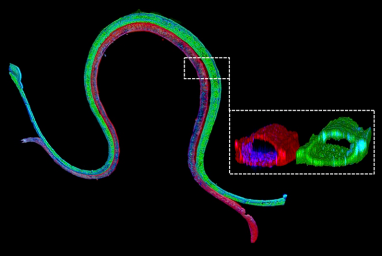 3D bioprinted proximal tubule