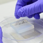 KIST Researchers Develop Hydrogel-Based High-Performance Sensors for Wearables Hydrogel sensors