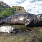 Wearable Device Reveal Seals Prepare Themselves For Diving By Reducing Blood Flow To Their Blubber Before diving seals reduce blood flow to their blubber