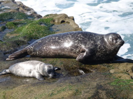 Wearable Device Reveal Seals Prepare Themselves For Diving By Reducing Blood Flow To Their Blubber Before diving seals reduce blood flow to their blubber