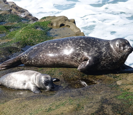 Wearable Device Reveal Seals Prepare Themselves For Diving By Reducing Blood Flow To Their Blubber Before diving seals reduce blood flow to their blubber