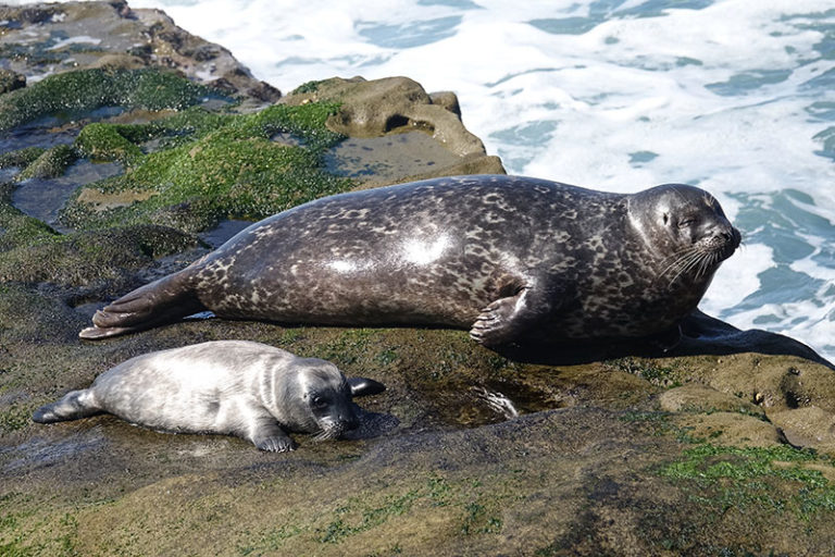 Before diving seals reduce blood flow to their blubber