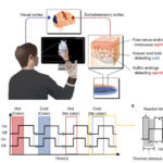 Thermal Display Glove Enable Users to Feel Virtual Temperatures in Real-Time KAIST thermal display glove