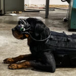 US Army Is Testing AR Goggles for Dogs To Give Remote Commands US army dogs AR goggles