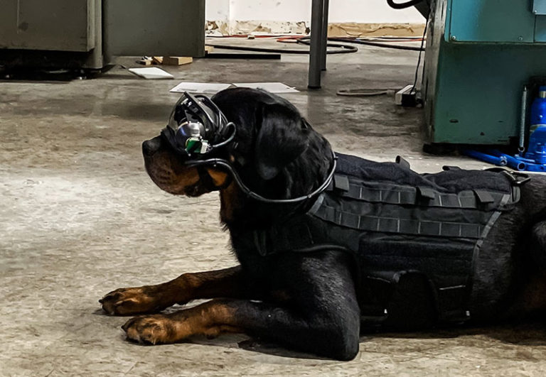US army dogs AR goggles