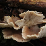 Future Wearables May Be Powered by Oyster Mushrooms Wearables powered by mushroom