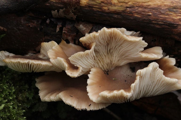 Wearables powered by mushroom