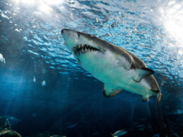 Wearable Technology Might Save Us From Shark Bites Shark Bite Wearable Flinders University