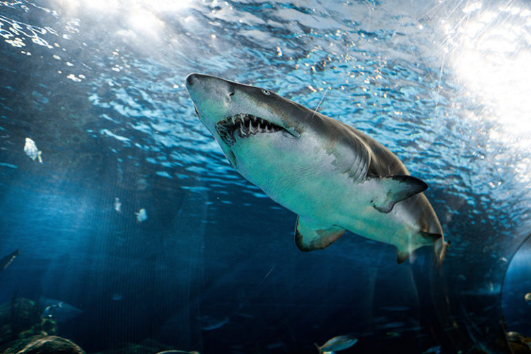 Shark Bite Wearable Flinders University