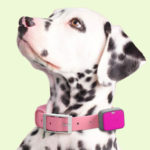 Whistle Wearables For Dogs To Keep Your Dog Healthy and Safe Whistle Wearables For Dogs