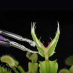 Swedish University Researchers Develop Artificial Neurons That Can Make a Venus Flytrap Snap Swedish Researchers Develop Artificial Neurons