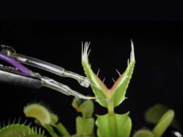 Swedish University Researchers Develop Artificial Neurons That Can Make a Venus Flytrap Snap Swedish Researchers Develop Artificial Neurons